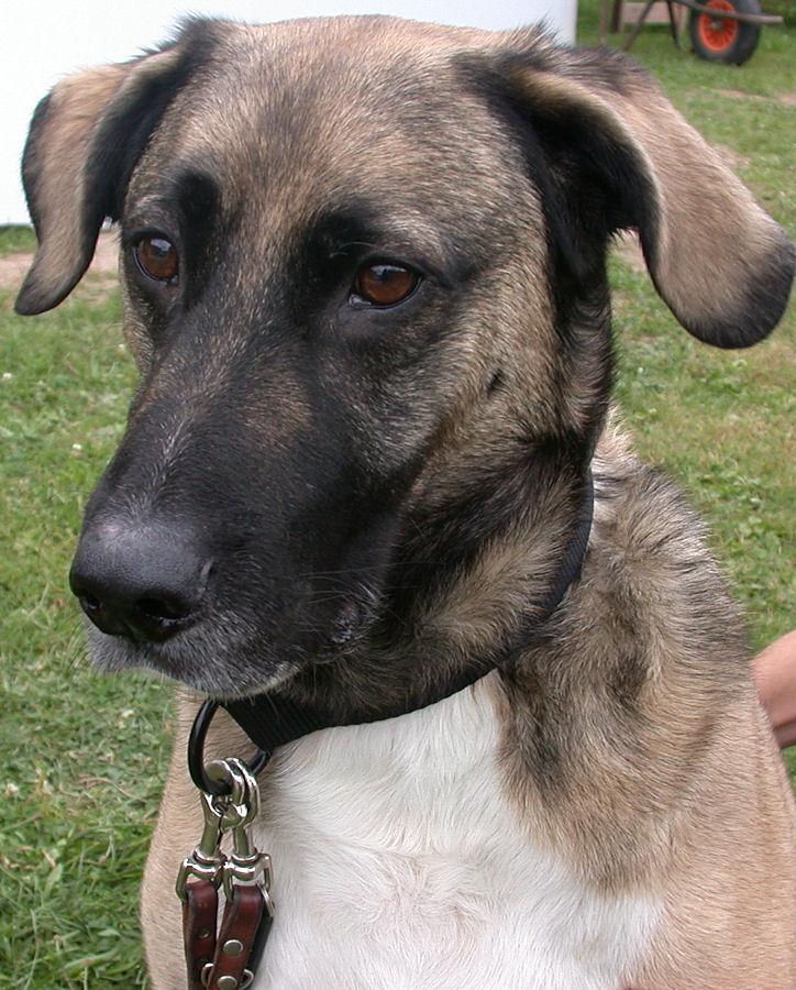 kimba