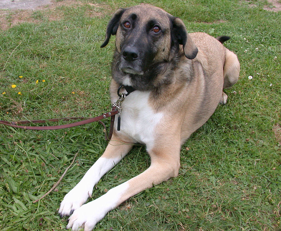 kimba2