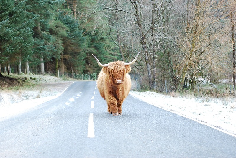King of the road