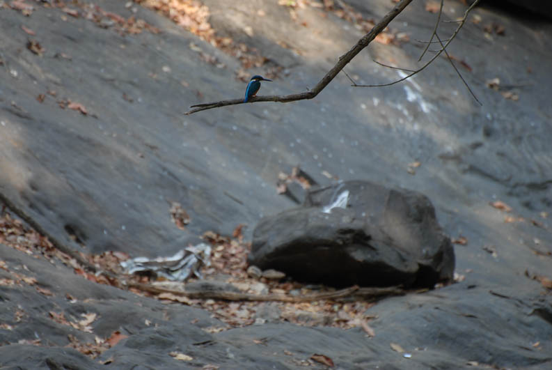Kingfisher in the jungle (Goa)