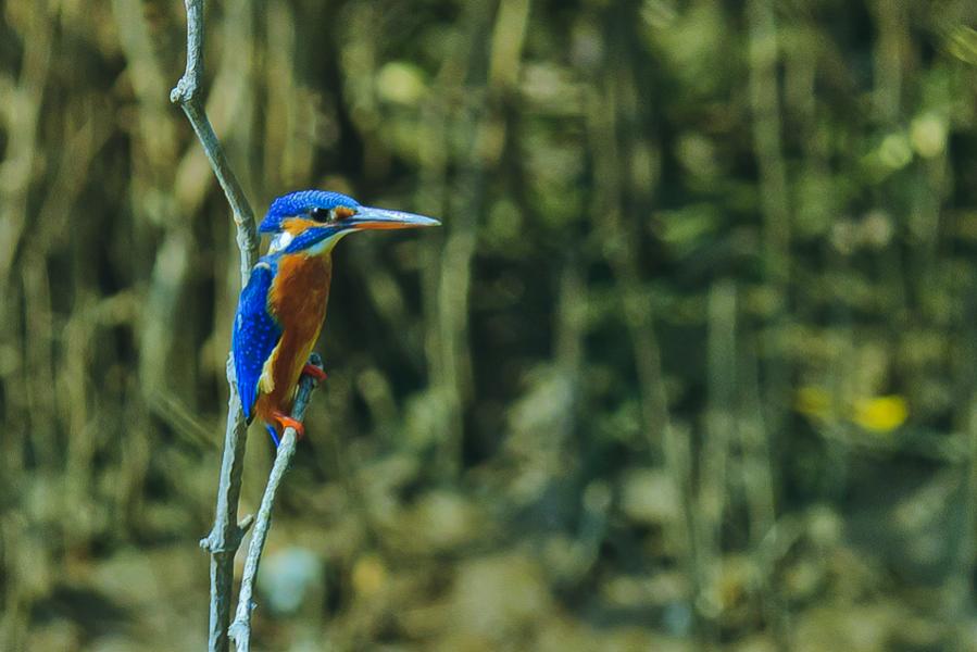 Kingfisher