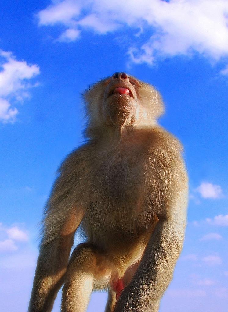 Kingkong.gut.1