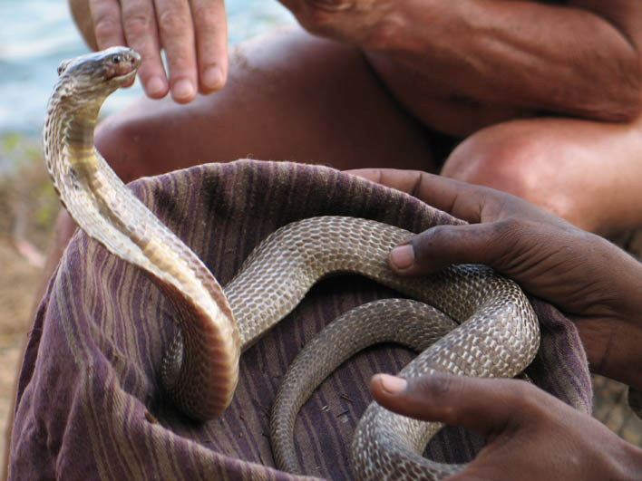 Kings Cobra (Goa)