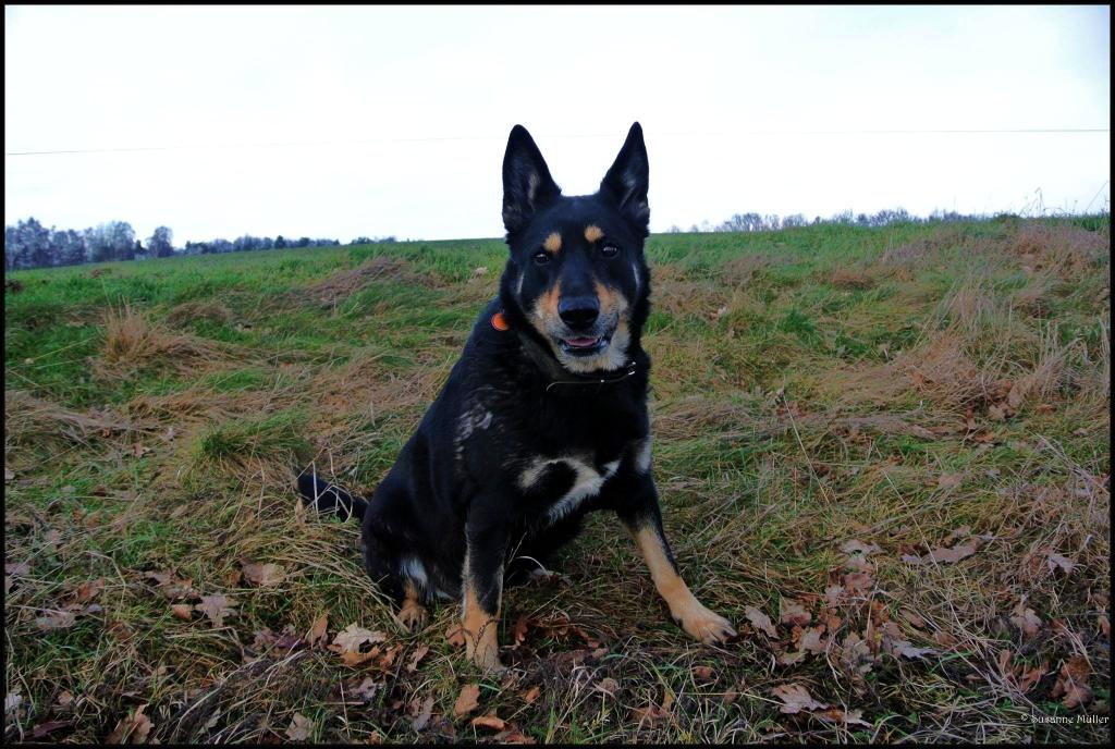 Kira Inu von Werra