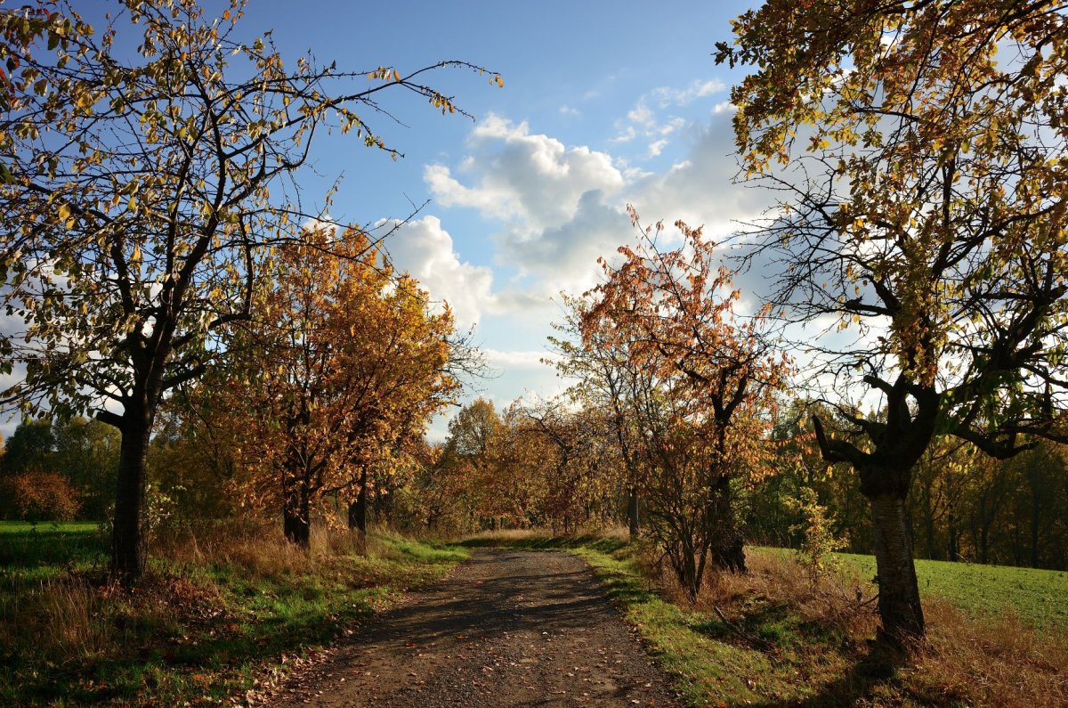 Kirschallee im Herbst