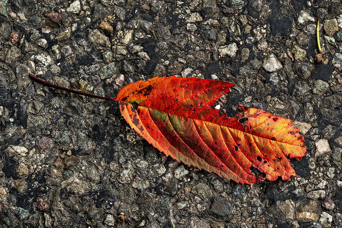 Kirschbaum-Blatt.jpg