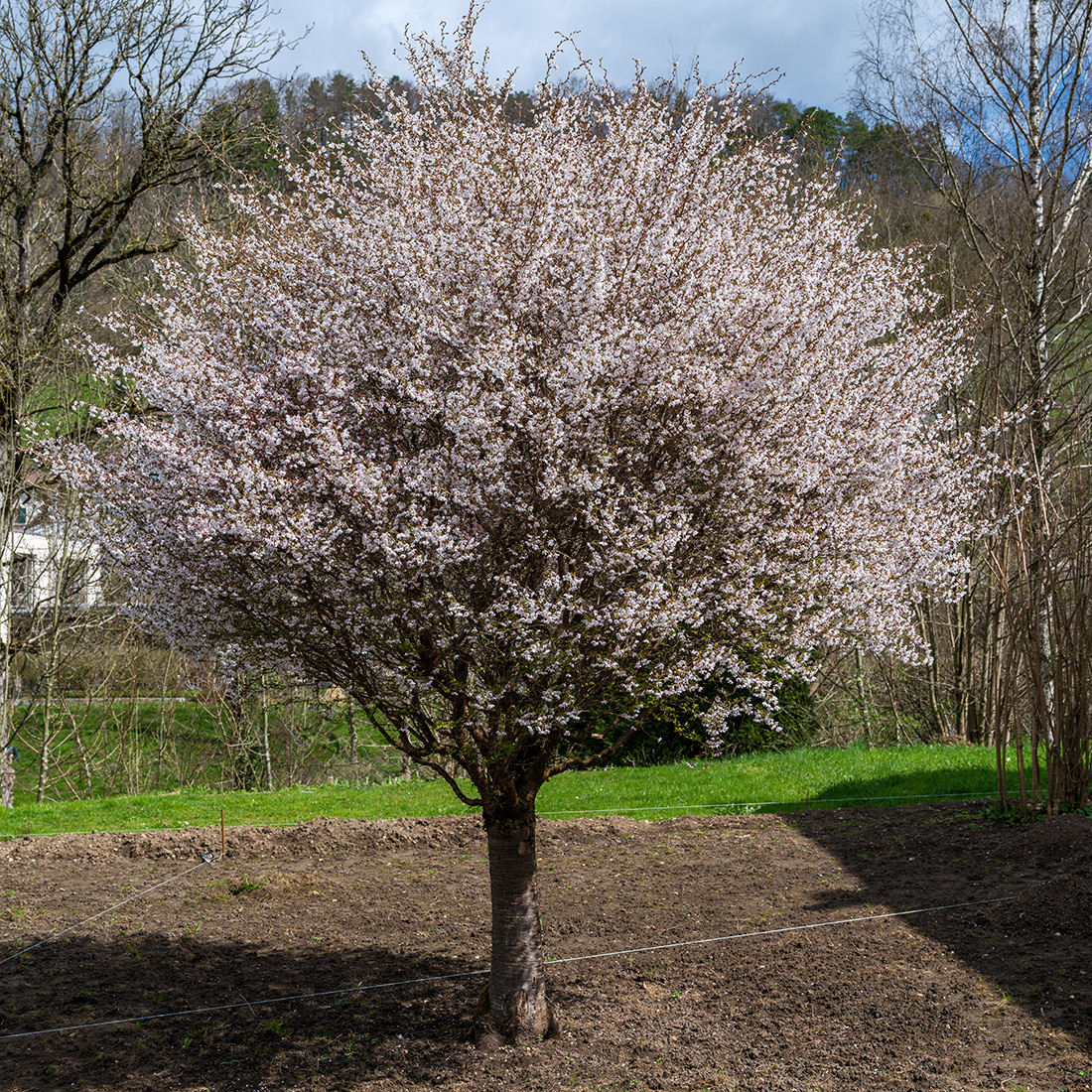 Kirschbaum.jpg