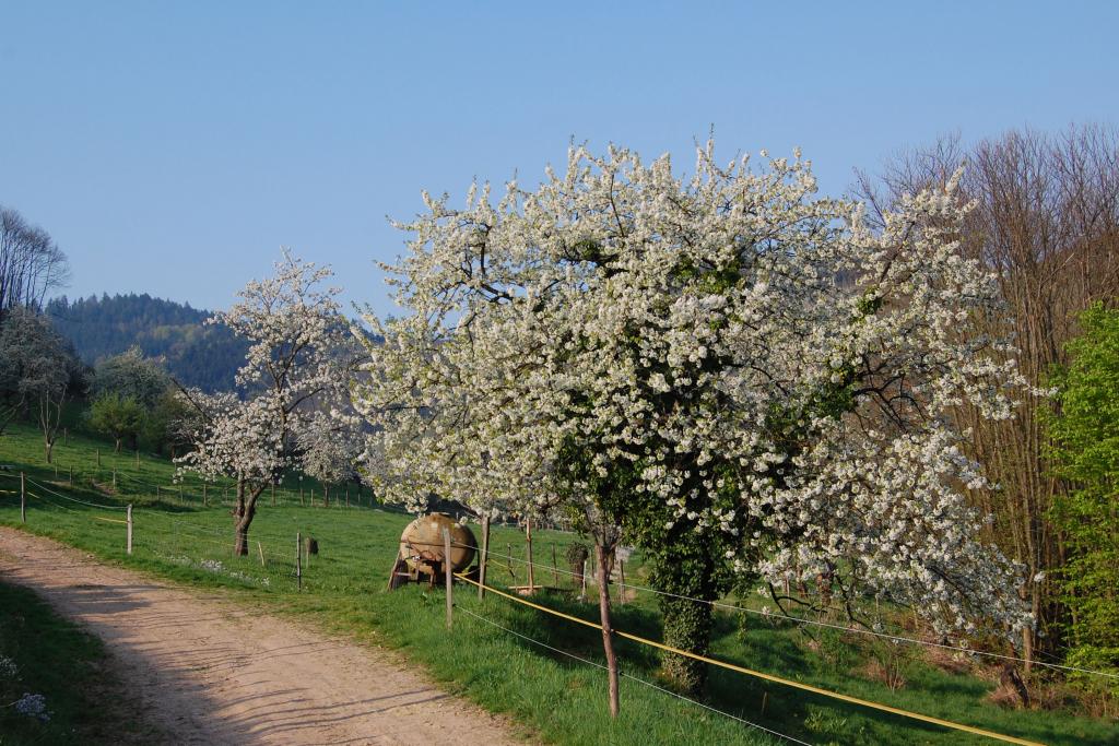 Kirschbaum