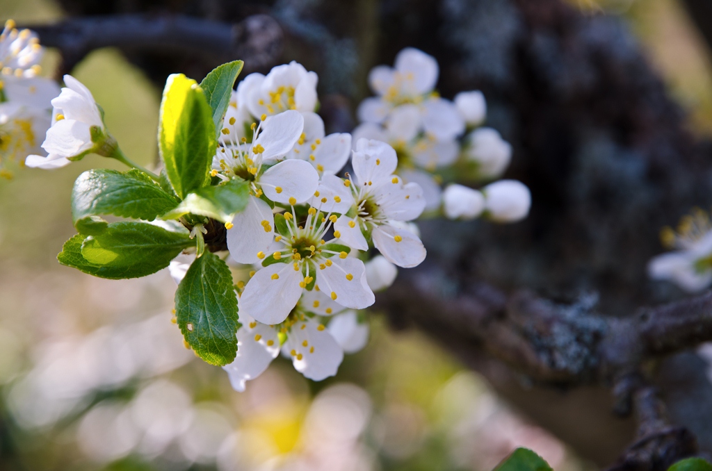 Kirschbaumblüten