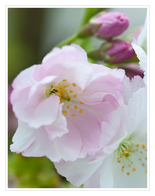 Kirschblüte 1