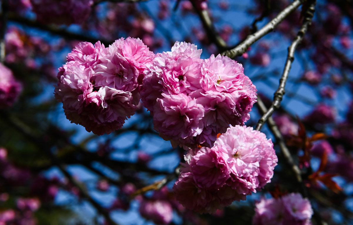 Kirschblüte 2021-04-24.jpg