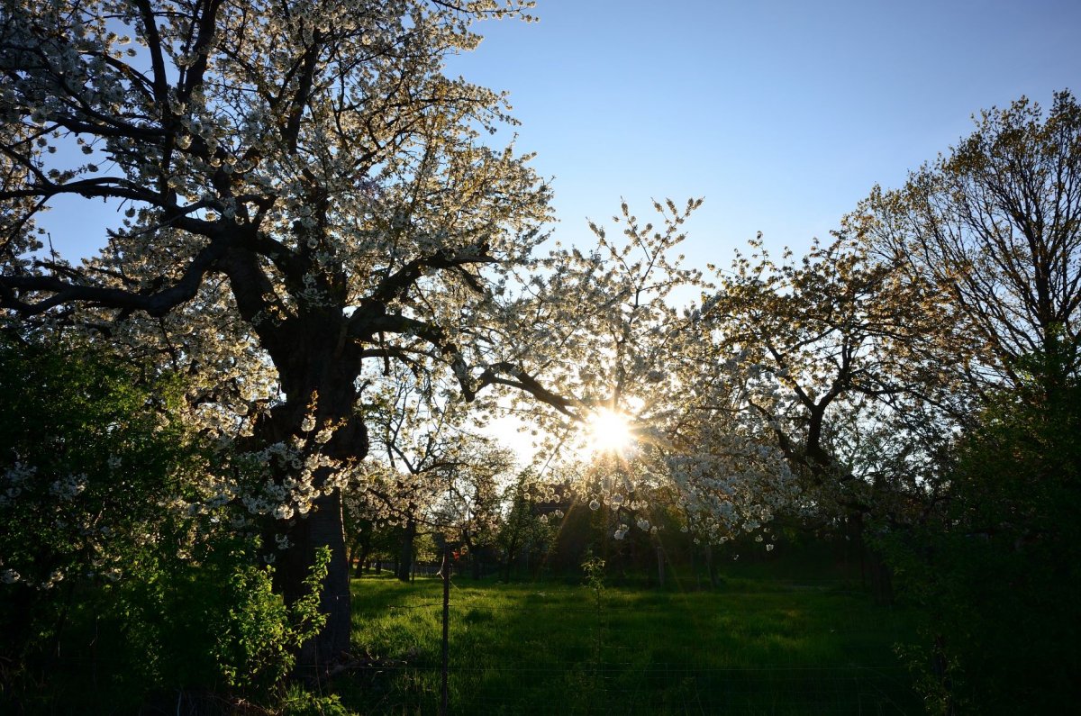 Kirschblüte bei Dresden