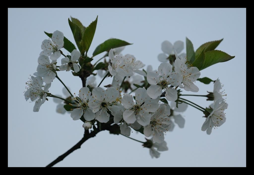 Kirschblüte und blaue Stunde