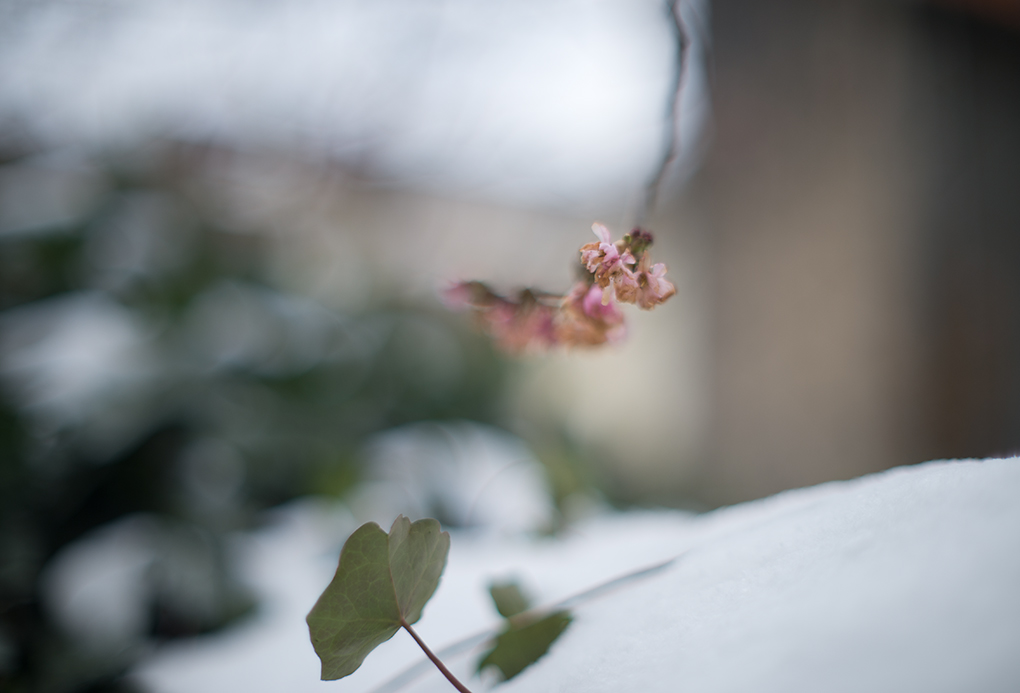 kirschblüte und schnee