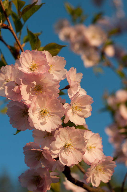 Kirschblüte