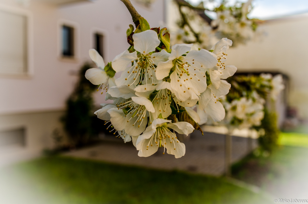 Kirschblüte