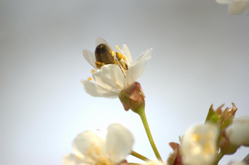 Kirschblüte