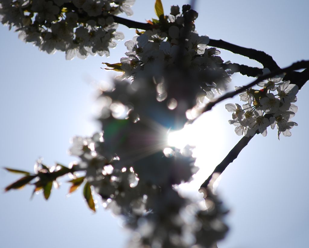 Kirschblüte