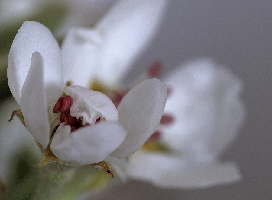 Kirschblüten 2