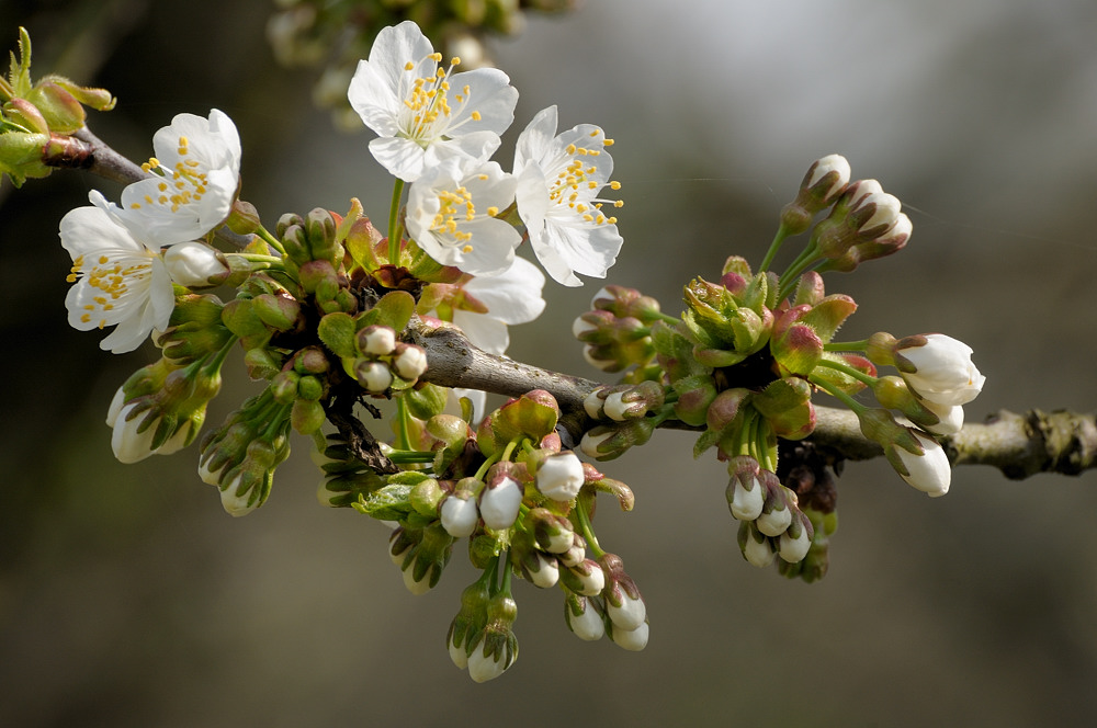 Kirschblüten