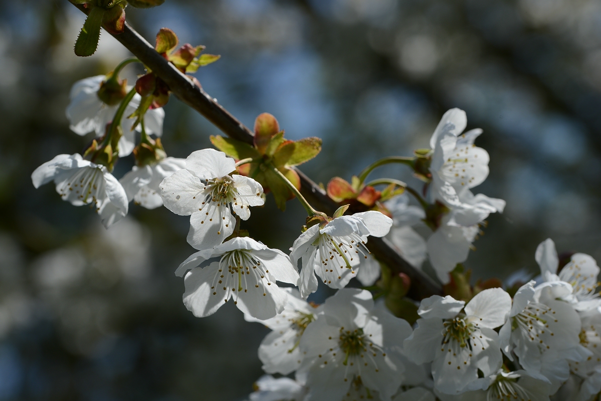 Kirschblüten