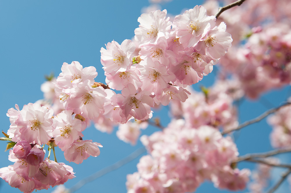 Kirschblüte