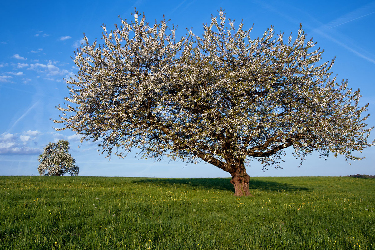 Kirschbluete