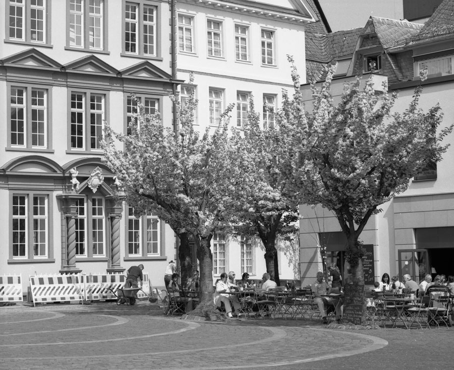Kirschblueten