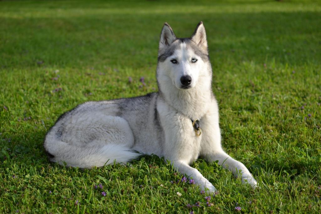 Kisha im Garten