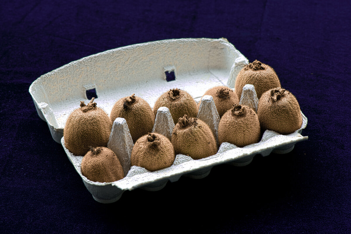 Kiwi.jpg