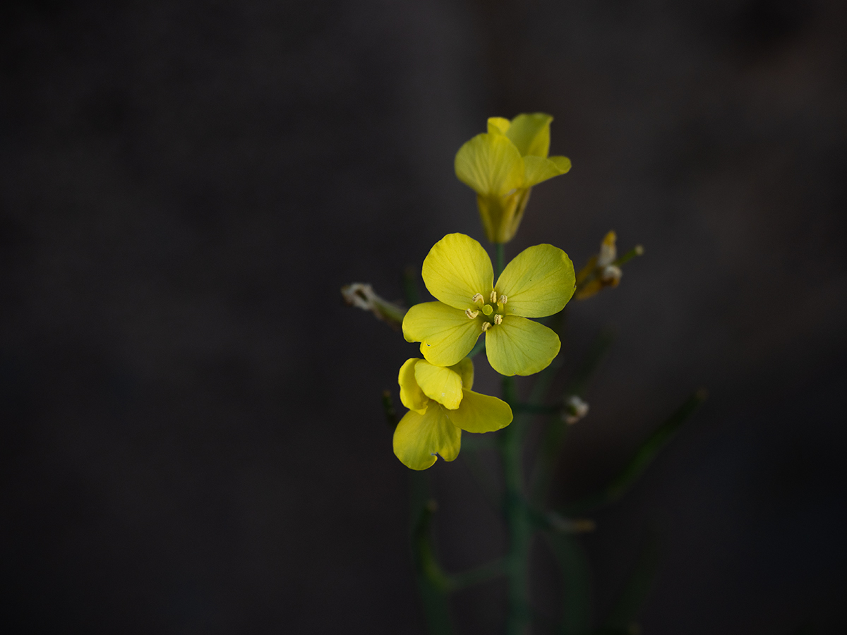kl Blümchen P4280020.jpg