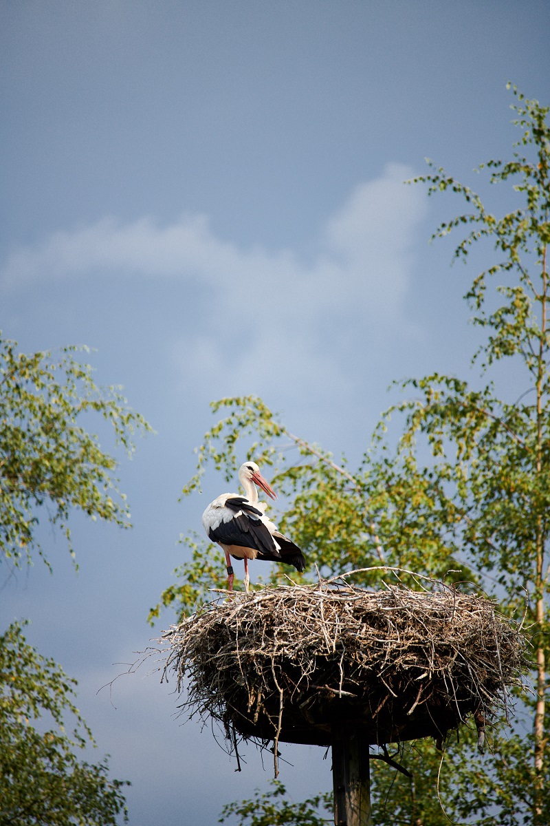 Klapperstorch