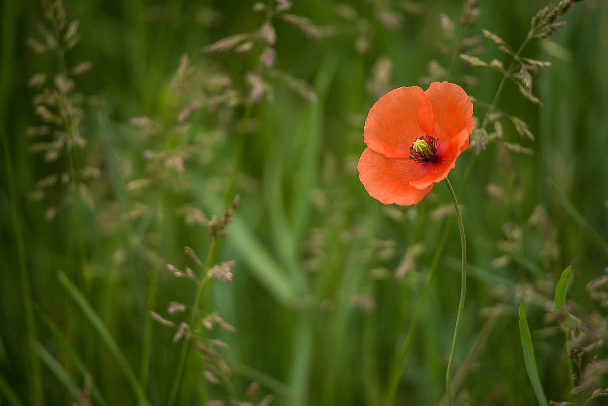 Klatschmohn (1 von 1).JPG