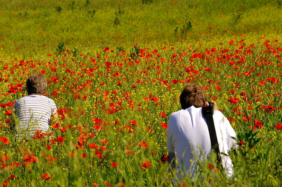 Klatschmohn 1