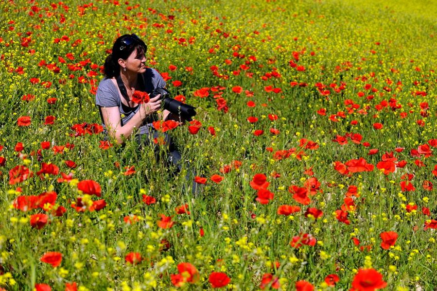 Klatschmohn 2