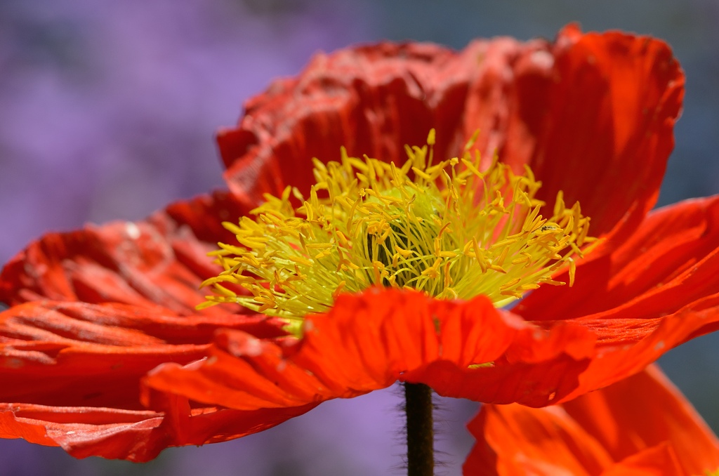 Klatschmohn 300f4 Mainau