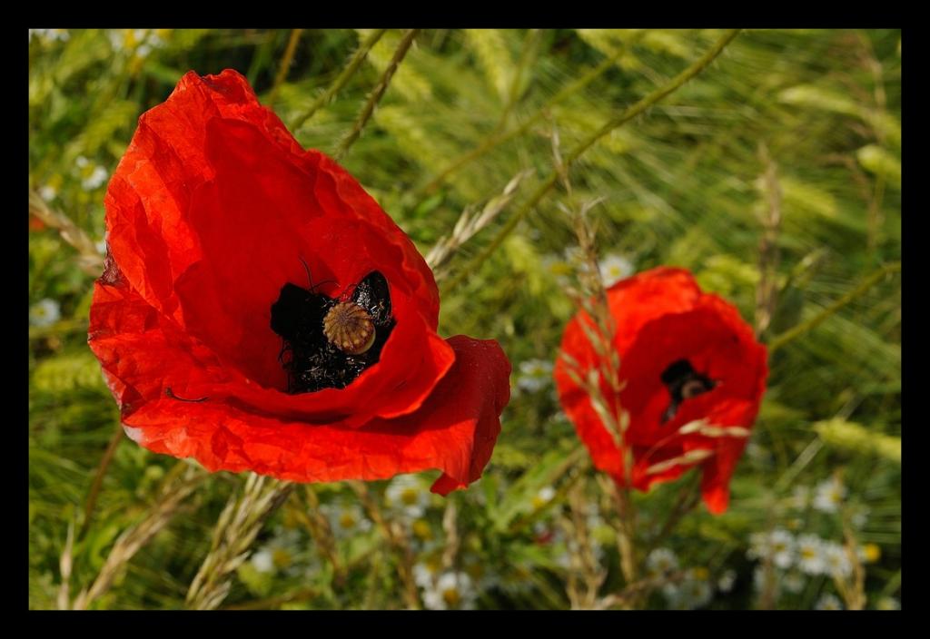 Klatschmohn im Weitwinkel