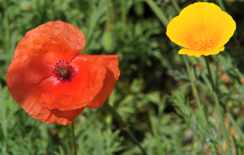 Klatschmohn und Goldmohn.