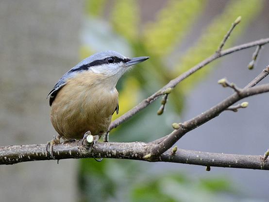 Kleiber fotografiert mit Nikkor 4.0/500mm Ais und TC14B