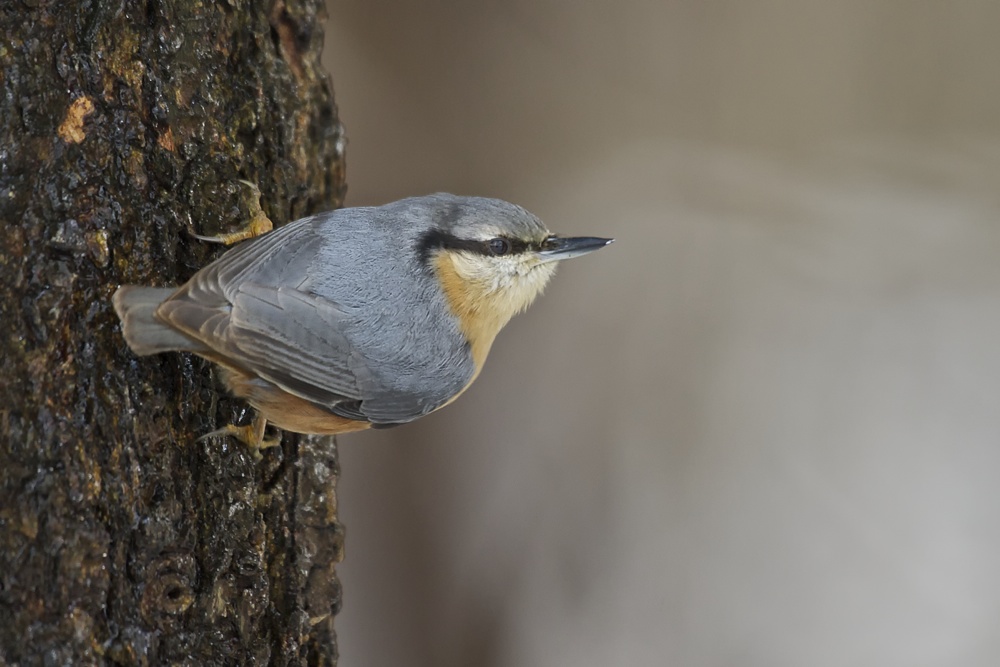 Kleiber (Sitta eropaea)
