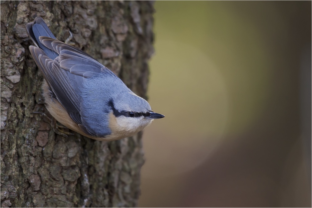 Kleiber (Sitta europea)