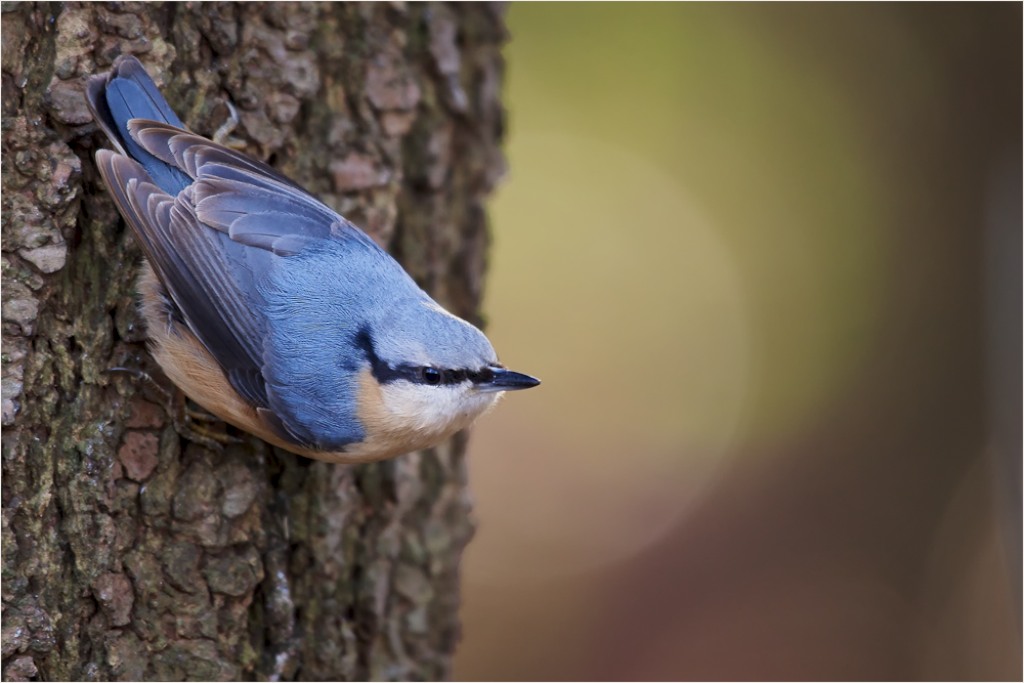Kleiber (Sitta europea)