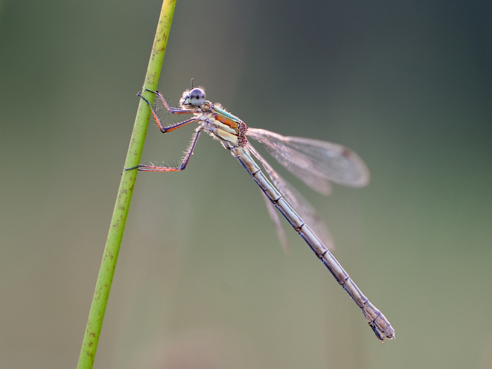 Kleine Binsenjungfer