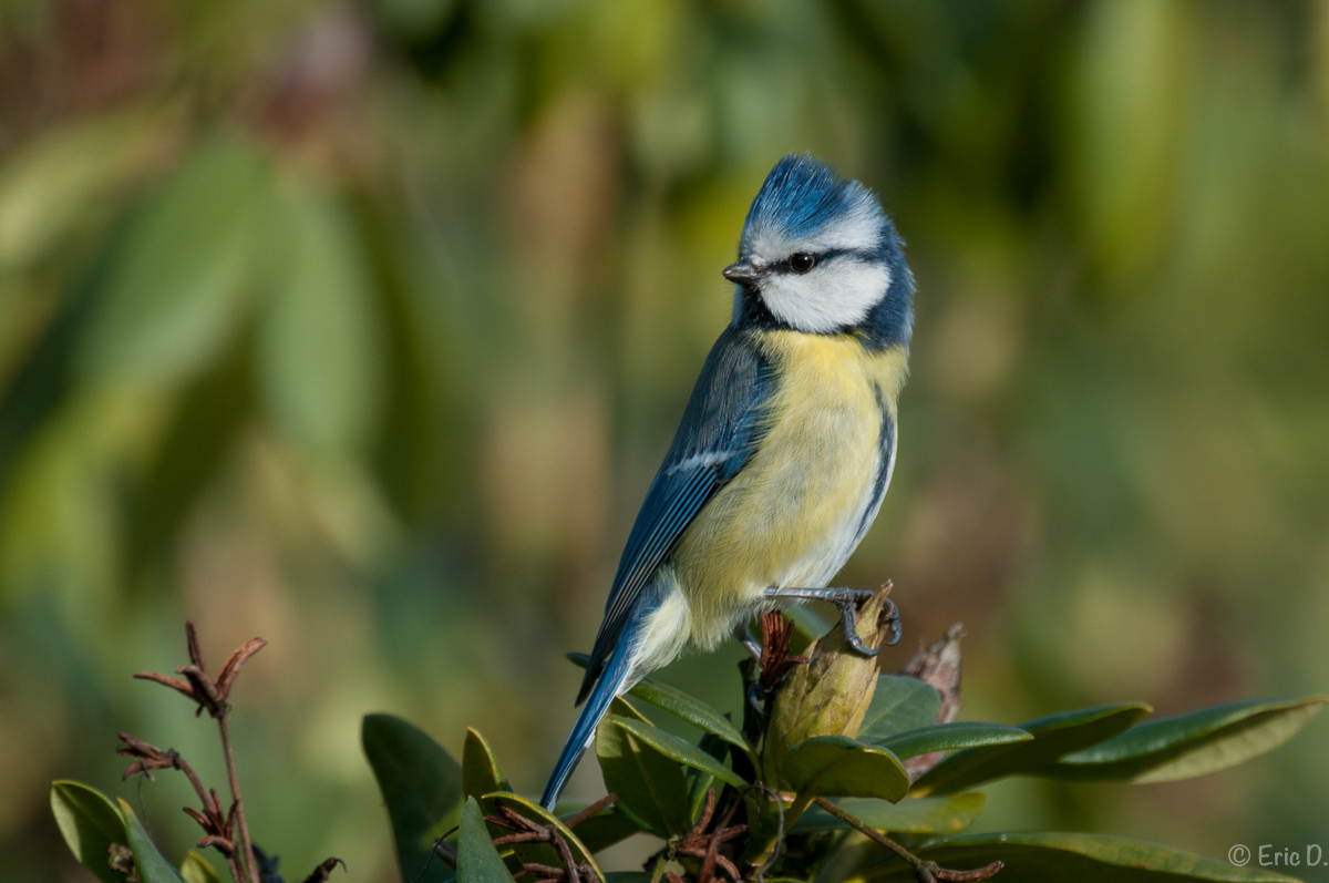 Kleine Blaumeise (200500VR+Kenko 1.4x = 700mm/f8)