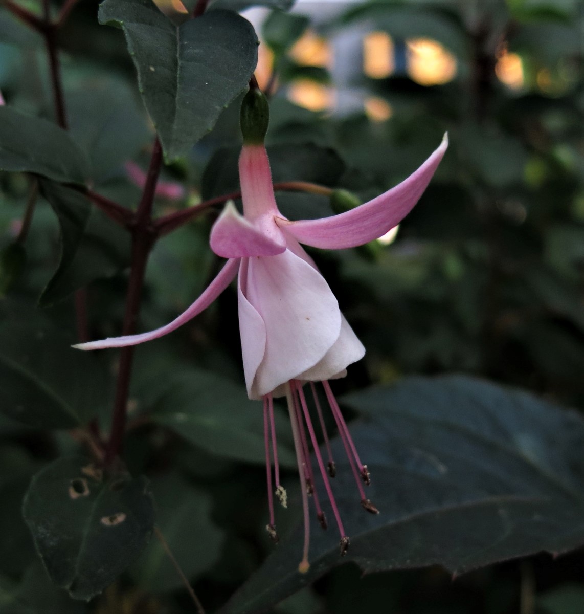 Kleine Fuchsienblüte.jpg