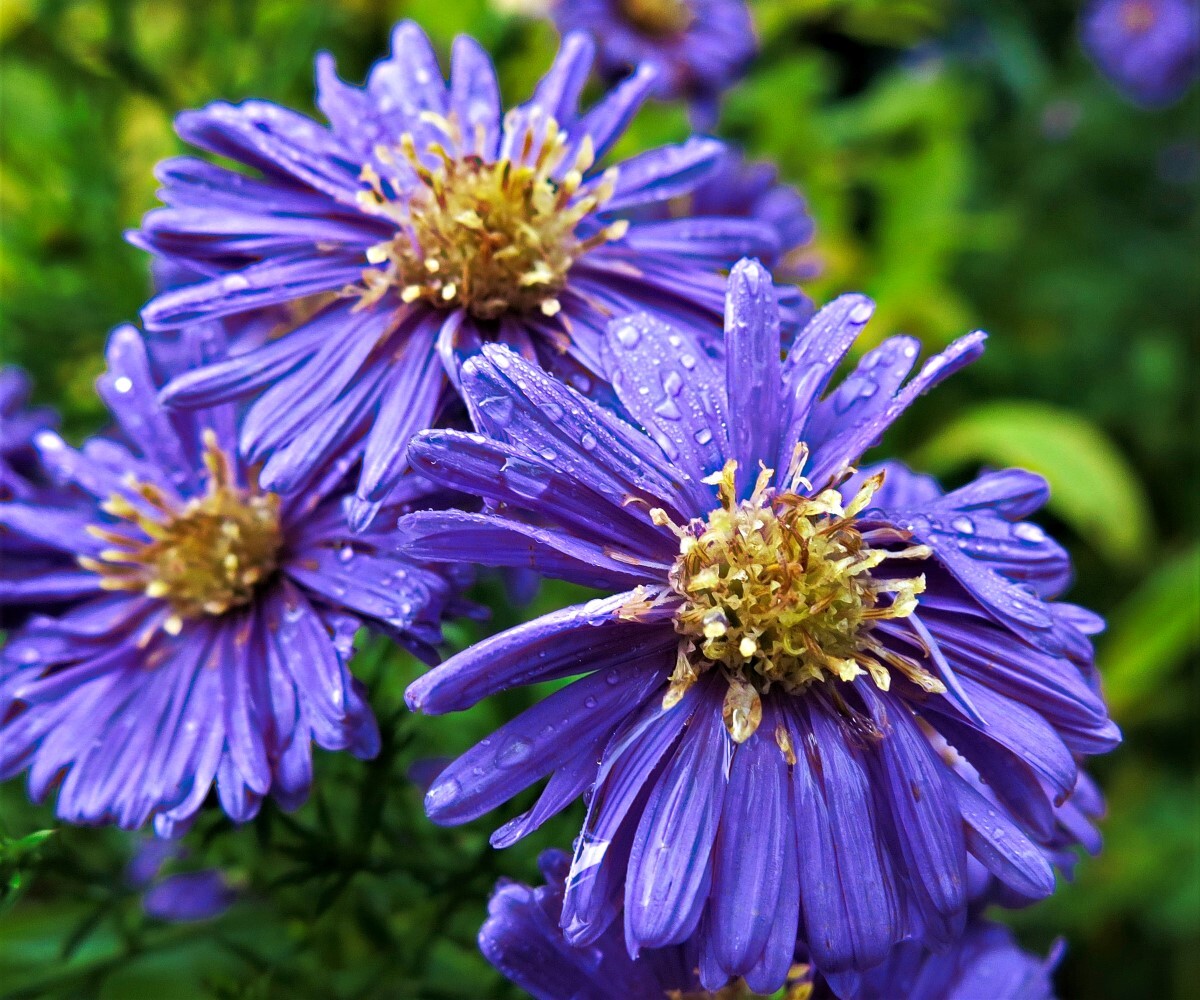 Kleine Herbstastern.jpg