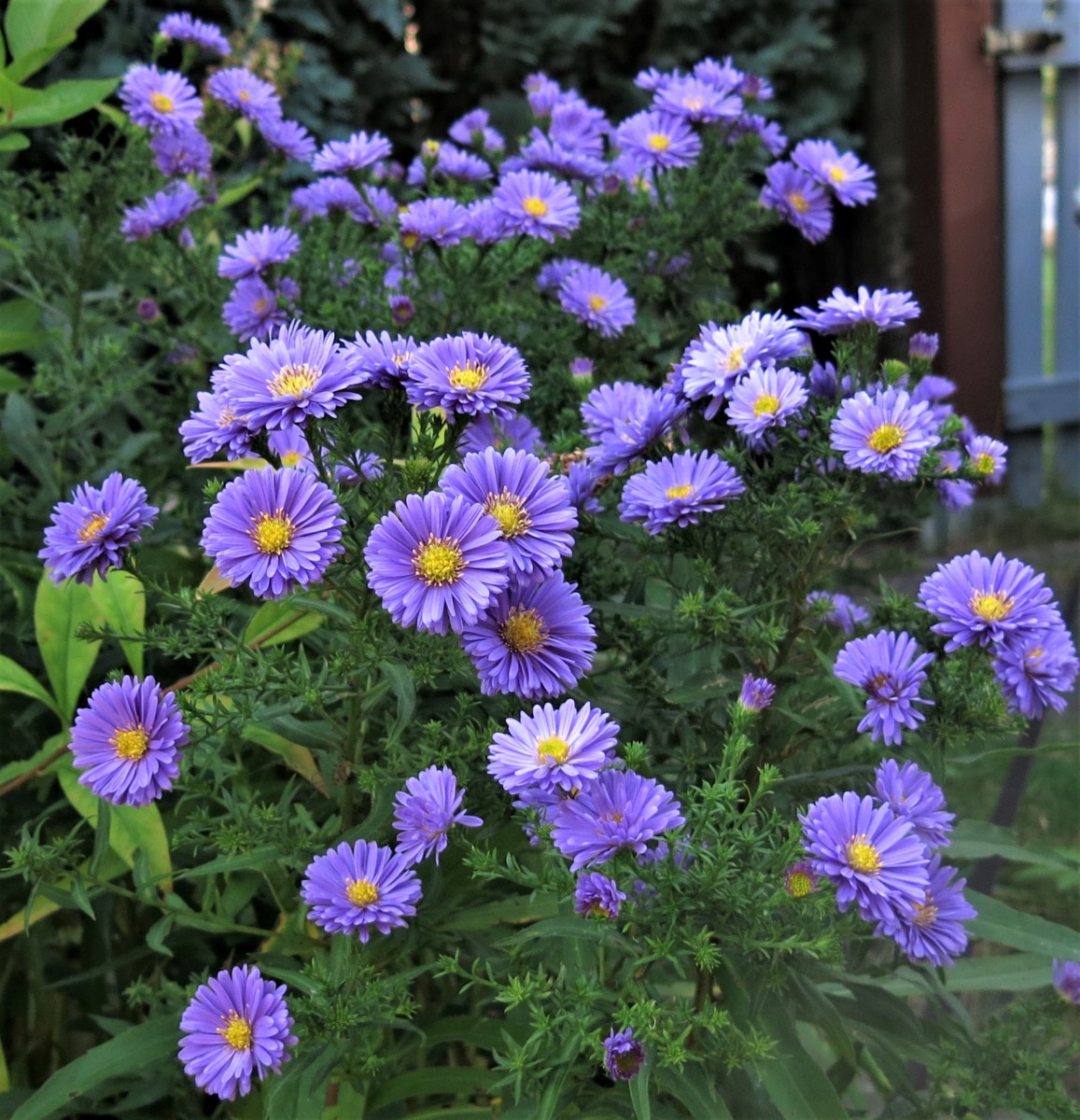 Kleine Herbstastern  leuchten mit und ohne Sonne, sind pflegeleicht und kommen immer wieder..jpg