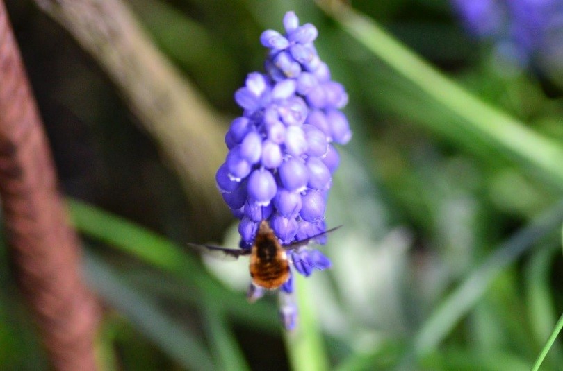 Kleine Hummel