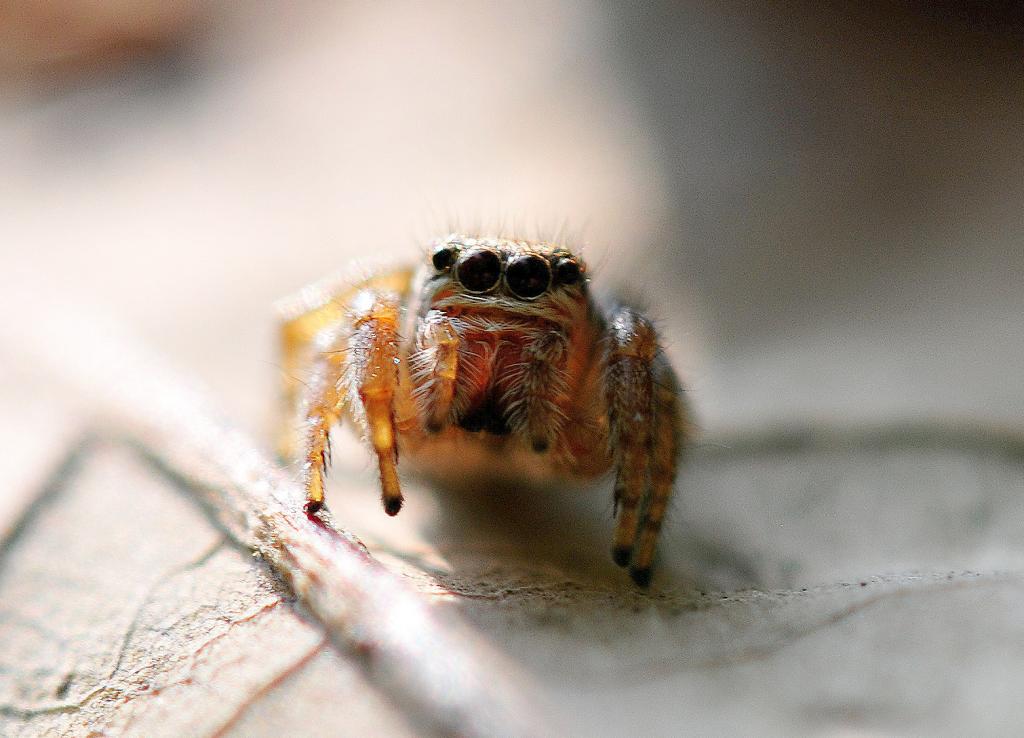 kleine Springspinne