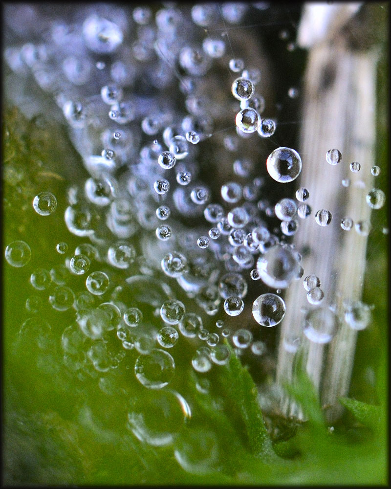 kleine Wunder der Natur